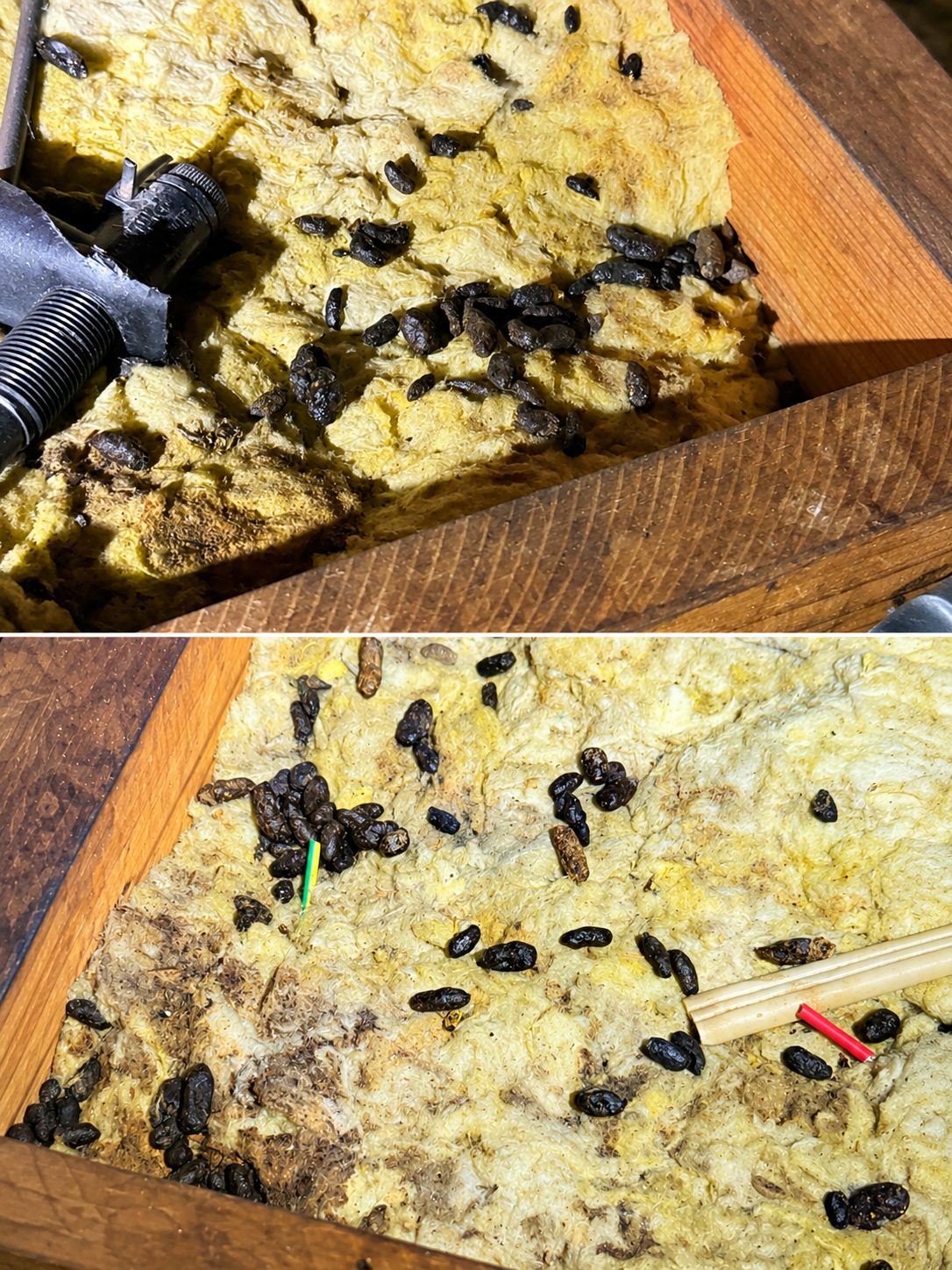 Possum droppings found in roof insulation, a common sign of an active infestation