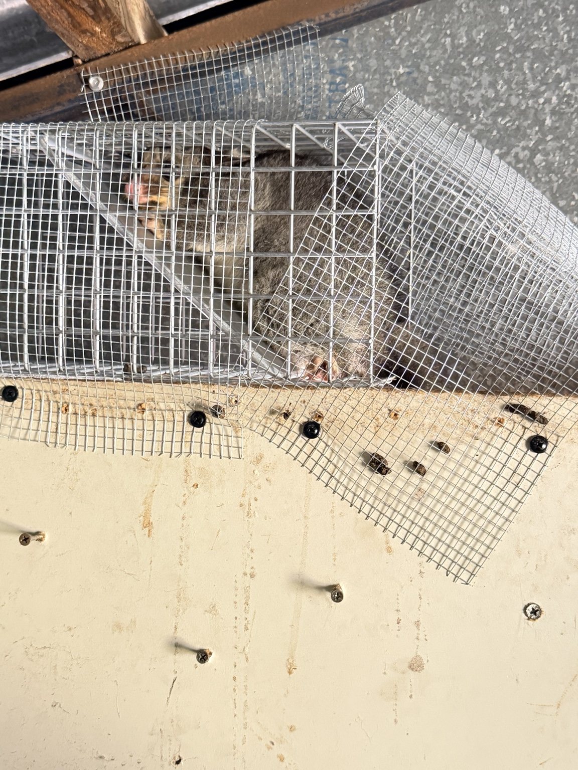 Possum safely secured in a cage trap during a licensed Adelaide removal job