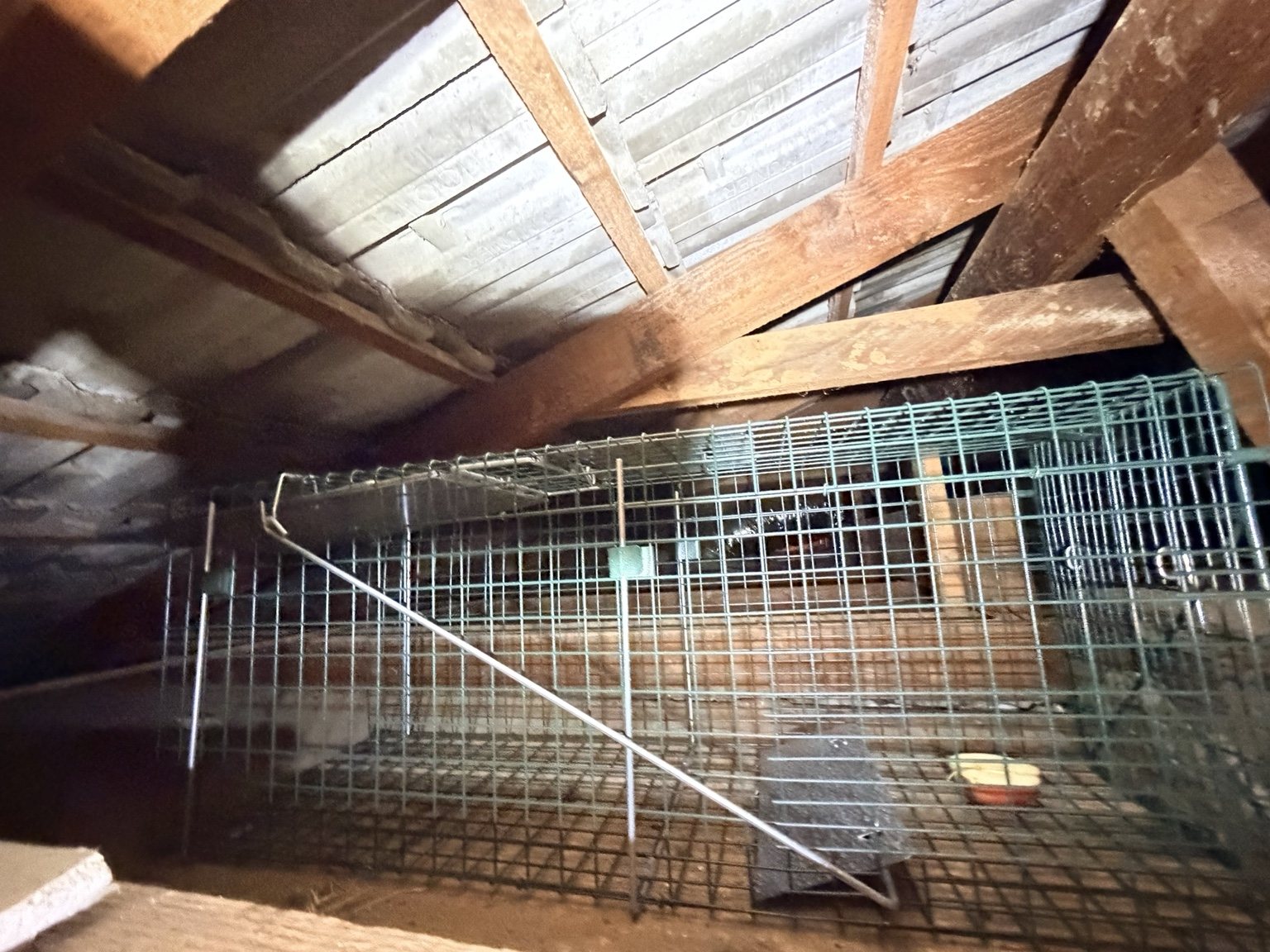 Cage trap installed among roof timbers to manage a possum issue