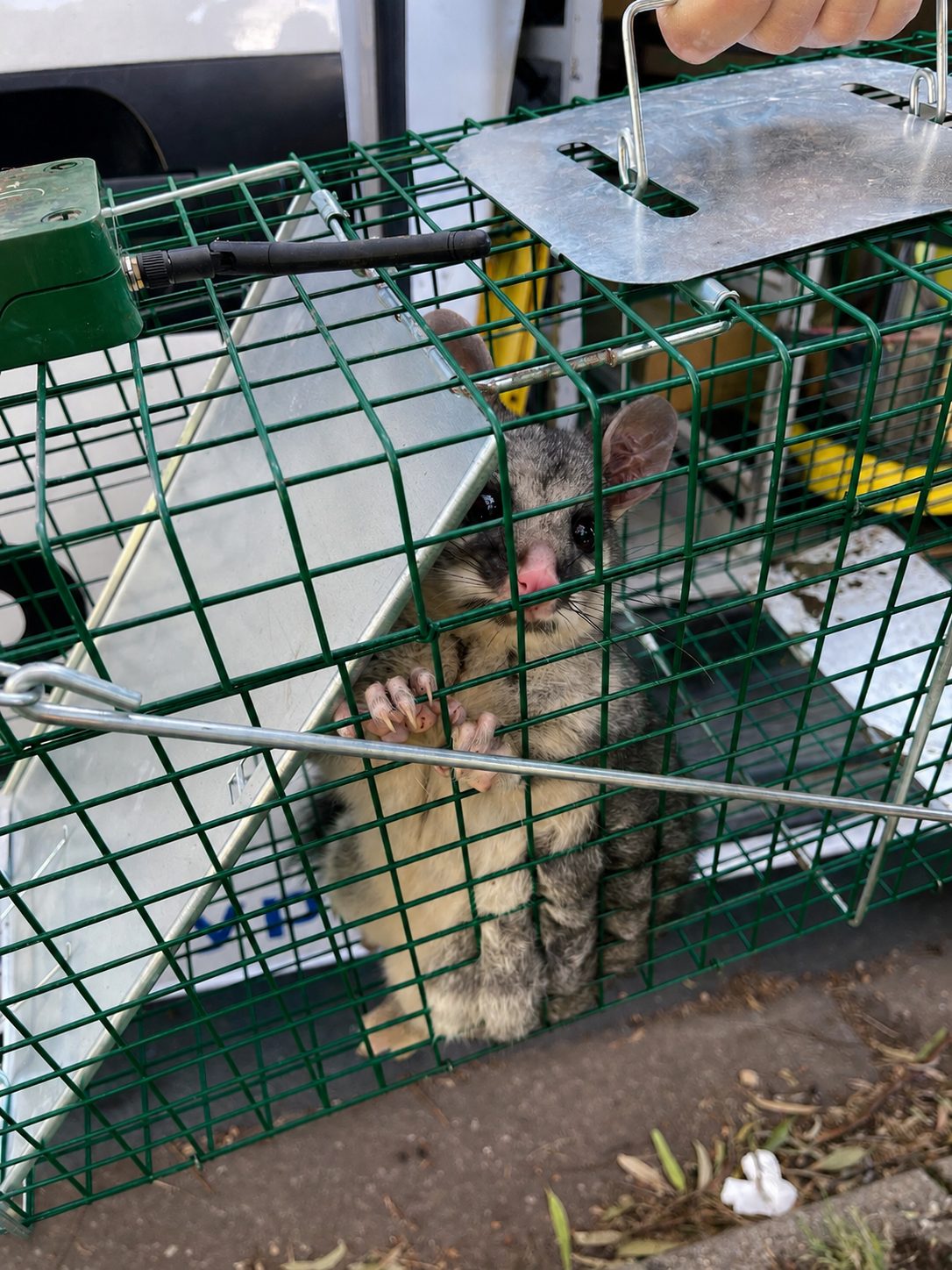 Possum safely secured in a cage trap during a licensed Adelaide removal job