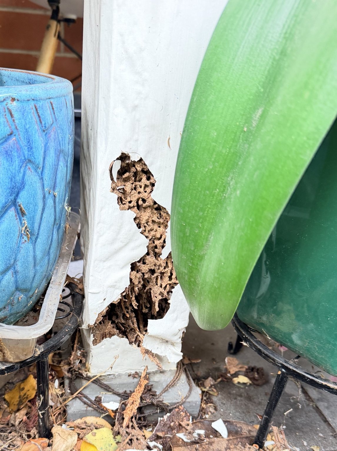 Severely damaged white painted timber post with exposed internal galleries