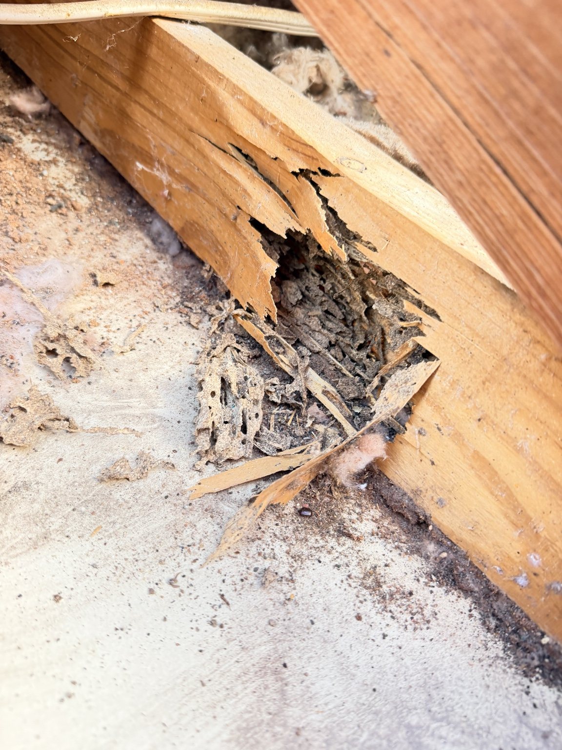 Damaged timber with exposed internal galleries and debris